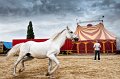 284 - horse training - MARTIN Jacky - france